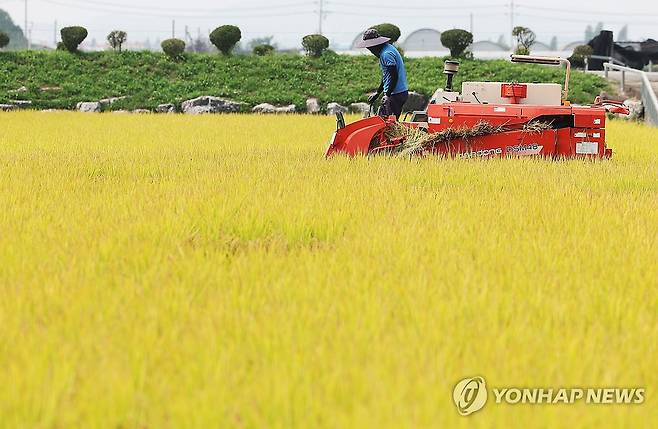 수확의 계절 [연합뉴스 자료]