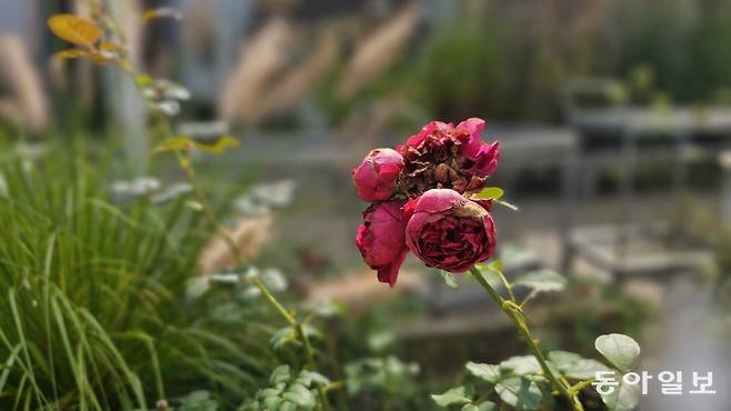 가을정원에는 여름의 수국이 지고 가을 장미가 그라스와 어우러진다. 용인=김선미 기자