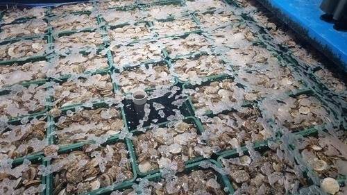 지난 5월 부산감천항수산물시장 수산물창고에 놓인 일본산 활가리비. 연합뉴스