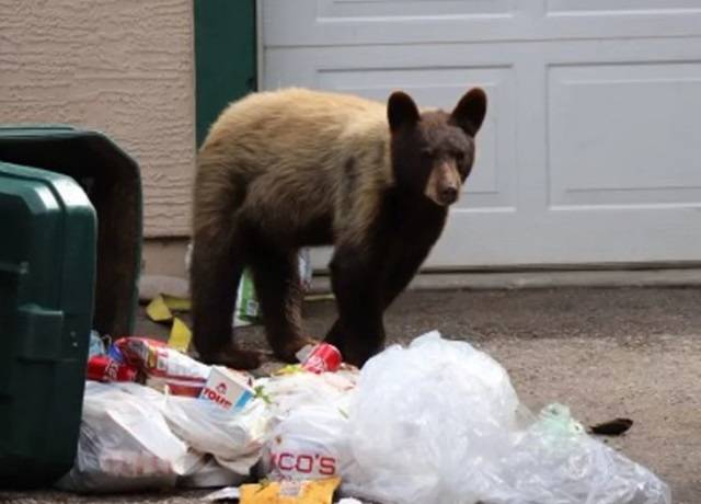 심한 고통속에 안락사 당한 곰의 몸속에서 각종 쓰레기들이 발견돼 충격을 주고 있다. 자료사진. [사진출처 = CNN]
