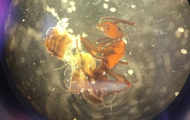 개미 몸 속에 들어 있는 창형 흡충. 사진=Brian Lund Fredensborg