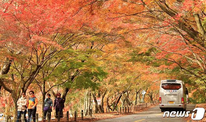 전북 정읍시 내장산. /뉴스1 ⓒ News1 유경석 기자