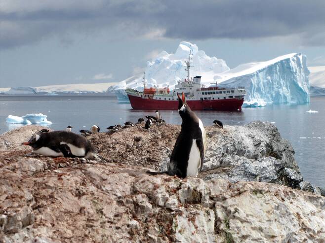 지난해 남극의 빙하가 녹으면서 펭귄이 물에 떨어져 익사하는 일이 종종 발견됐다. 사진은 남극의 펭귄들./AFP 연합뉴스