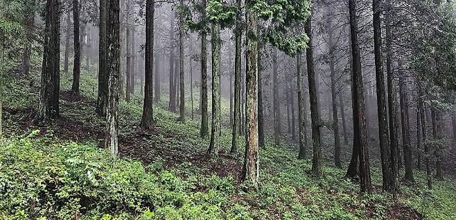 무등산 편백숲. 산림청 제공