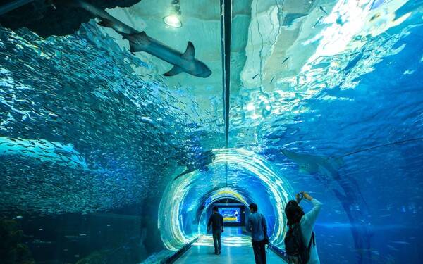 아쿠아플라넷 제주 /제주관광정보센터