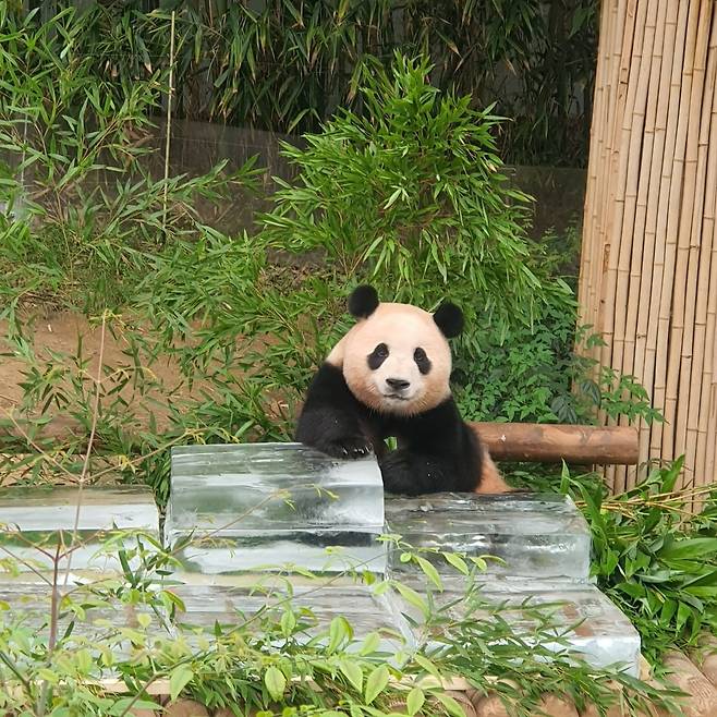 에버랜드 푸바오. 사진=이미경 기자