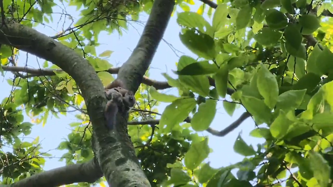 지난 5월 14일 내장산에서 포착된 하늘다람쥐의 모습. 국립공원공단 제공.