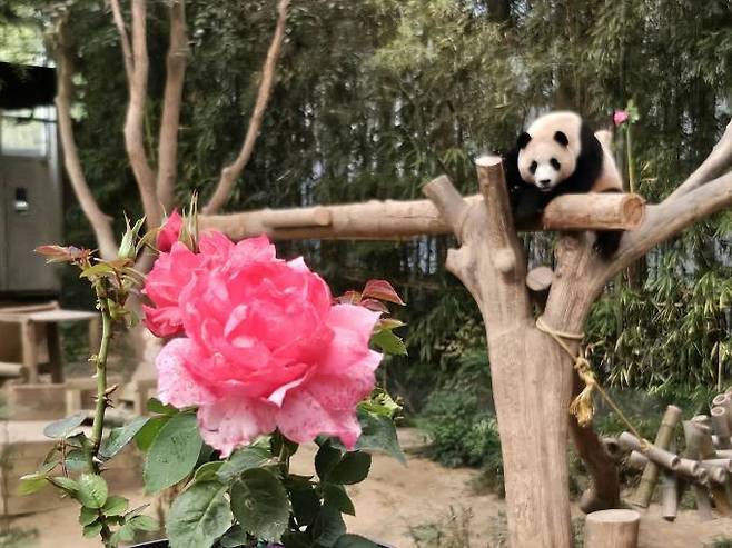 에버랜드 장미원에서 경험할 수 있는 푸바오 장미. 에버랜드