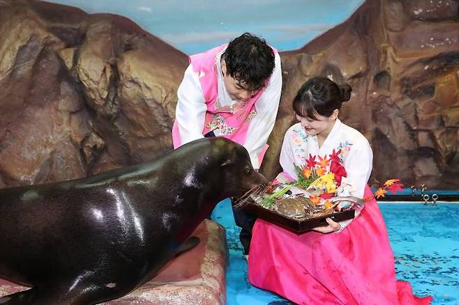 아쿠아리스트가 바다사자에게 특식을 제공하는 추석 맞이 한상 차림. 롯데물산