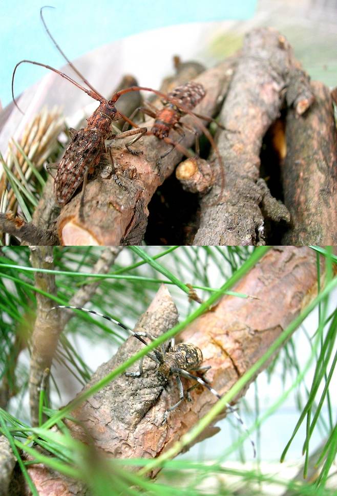 솔수염하늘소(위)와 북방수염하늘소 [산림청]