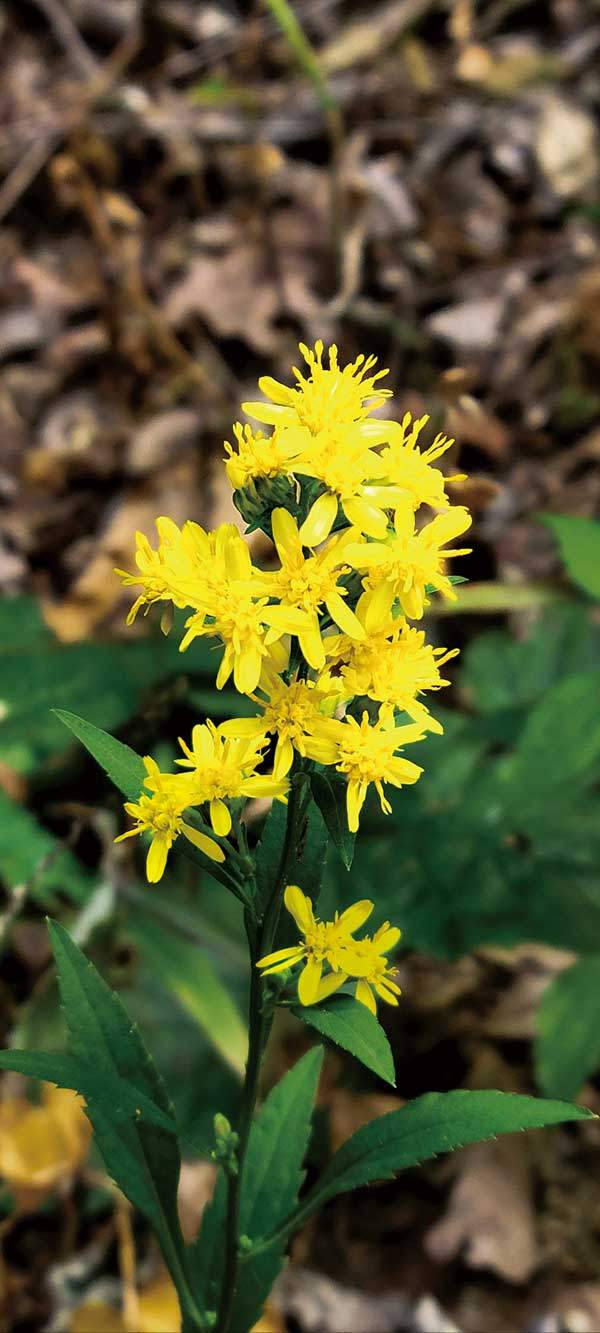 미역취 역시 국화과 식물로 국화꽃 모양을 하고 있지만, 일반적인 야생의 들국화 감성을 불러일으키기엔 아쉬움이 있다.