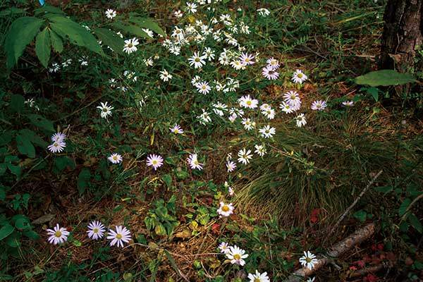 가을 들판과 숲 속, 고산 초원에서 자라는 구절초는 하얀 꽃잎 속에 겨울을 앞둔 벌이나 나비 등과 같은 곤충을 불러들이는 비밀무늬뿐 아니라 은근한 향기도 가지고 있으며, 매년 그 자리에서 피고 진다.