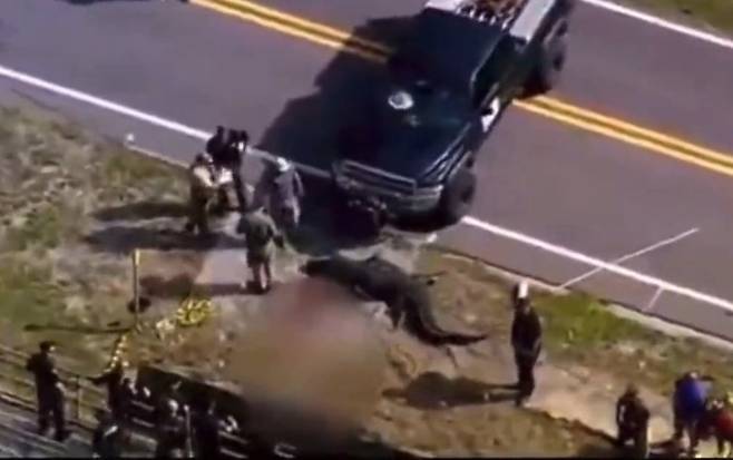 미국 플로리다주에서 악어가 사람의 시신 일부를 물고 다니다 포획됐다. 사진=피넬라스 카운티