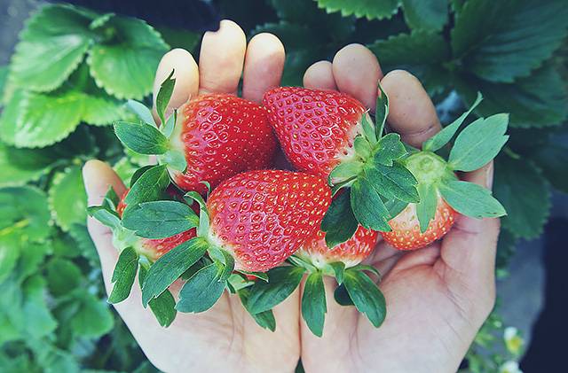 ▲ 지난 8월 10일 밀양시는 밀양딸기의 명품화를 위해 지리적표시 등록사업을 추진하겠다고 밝혔다. ⓒ밀양시