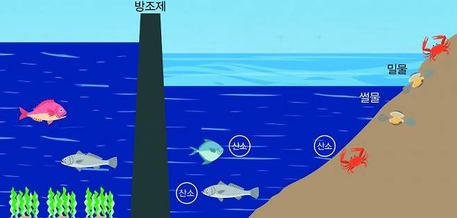 방조제 안쪽 물은 방조제 밖 바다와 잘 섞이지 않으면 산소가 부족해져 생물들이 살기 어려워진다. 어린이과학동아 제공