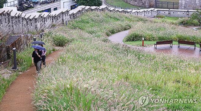 가을비 산책 (서울=연합뉴스) 서대연 기자 = 비가 내린 20일 시민들이 서울 종로구 흥인지문공원에서 수크령 사이로 걷고있다. 2023.9.20 dwise@yna.co.kr