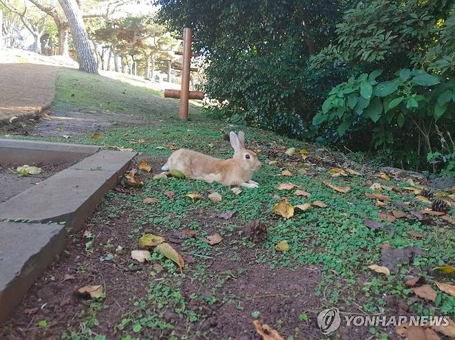 제주 사라봉에 사는 토끼 [촬영 고성식]