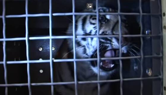 공항을 떠나 서울대공원으로 가는 길. 포효하는 시베리아 호랑이. 〈사진 = 서울대공원 유튜브〉