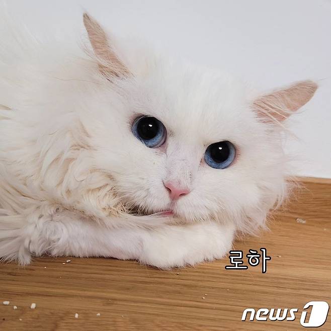 새 가족을 기다리고 있는 고양이들(나비야사랑해 제공) ⓒ 뉴스1