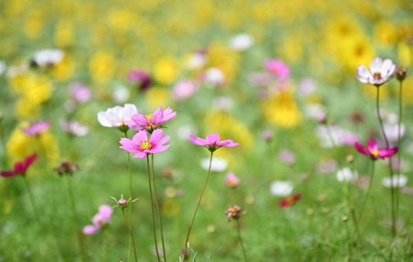 단일식물(短日植物)인 코스모스는 하지(6월21일)를 정점으로 낮의 길이가 점점 짧아지기 시작하면 본격적으로 꽃을 피우기 시작합니다. 그러다 낮과 밤의 길이가 같아지는 추분(9월23일)을 전후 해서 가장 예쁘게 피어납니다.