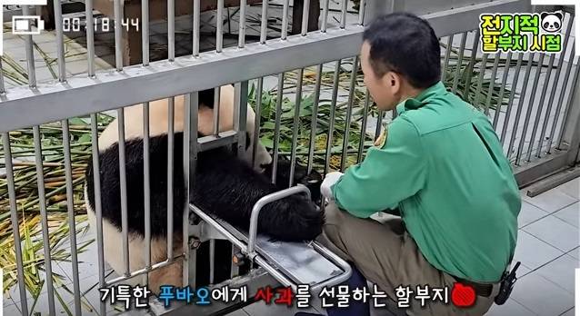 왼쪽 푸바오와 강철원 사육사. 에버랜드 유튜브 영상 캡처