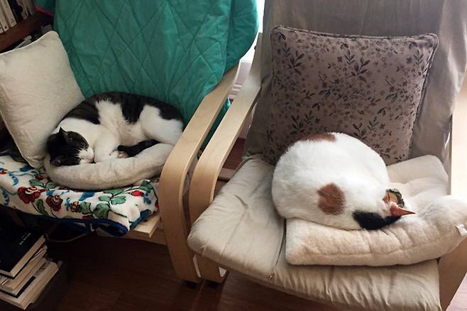 함께 사는 고양이들이 어느덧 사람 나이로는 중년이 되었다. ⓒ김영글 제공