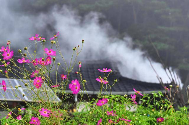 코스모스가 핀 담장 너머로 아침을 준비하는 기와집 굴뚝에는 연기가 모락모락 피어나고 있다.