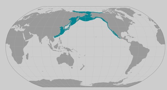 북태평양 연안을 따라 북극에서 적도 부근까지 이동하는 쇠고래 서식지 분포도. 사진 미국 해양대기청(NOAA)