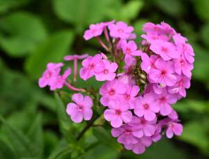 그리스어로 불꽃을 뜻하는 플록스는 작지만 화려한 색채가 상당히 정열적입니다. 박수현 기자