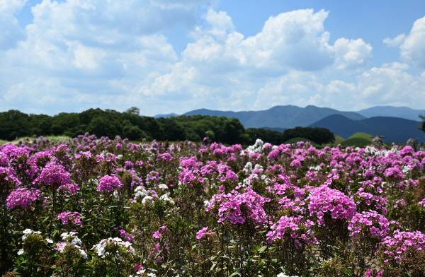 플록스는 작지만 정열적인 색채의 꽃이 오랫동안 피어 화단용, 노지용, 관상용으로 많이 재배됩니다. 박수현 기자