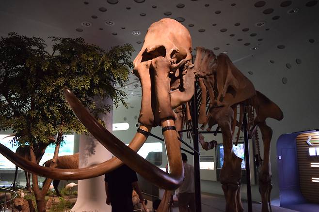 A life-sized replica of a mammoth skeleton (Kim Hae-yeon/ The Korea Herald)