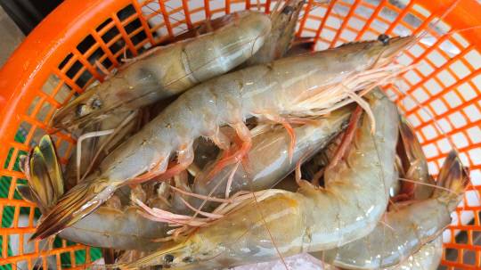 대하. 사진=홍성군 제공.