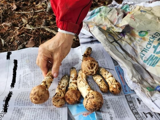 지난달 28일 오전 강원 춘천시의 한 야산에서 채취한 송이버섯. 박진호 기자
