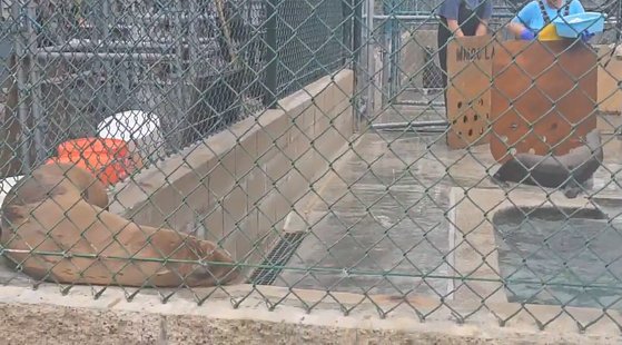 지난 7월 22일(현지시간) 미국 캘리포니아 산패드로시에 위치한 LA해양동물구조센터의 모습. 토요일 오전에 센터를 찾은 자원봉사자와 직원들이 아픈 바다사자를 돌보고 있었다. 산패드로=정은혜 기자