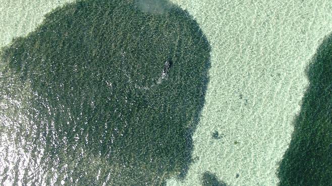 하늘에서 본 서호주 샤크베이 해초대의 모습. 사진 신예민 프리랜서 촬영감독