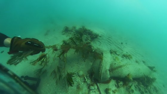 서호주 샤크베이에서 해초 복원을 위해 투하한 모래주머니에 해초가 안착한 모습. 사진 스튜디오 VSS