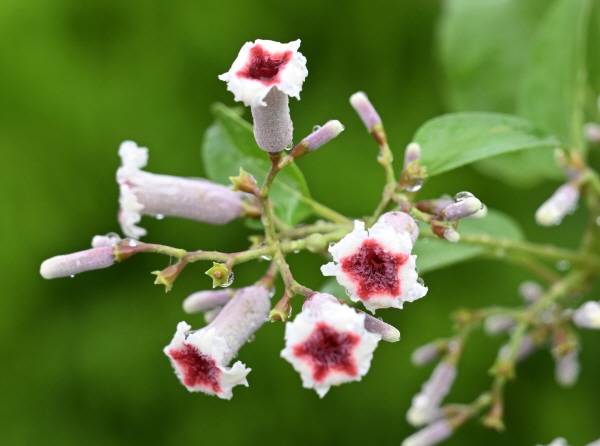 계요등의 작은 나팔 모양을 한 통꽃은 겉은 하얀색이고 통부 안쪽은 자주색을 띱니다. 줄기는 기둥부분이 목질화되어 단단하고 질기며 암모니아 같은 구린내를 뿜어냅니다. 박수현 기자