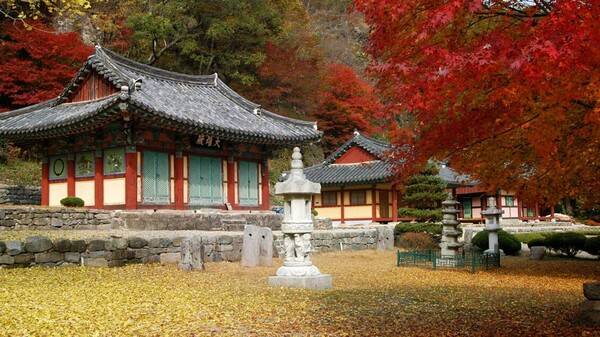 붉은 애기단풍으로 물든 강천사 / 순창 강천산