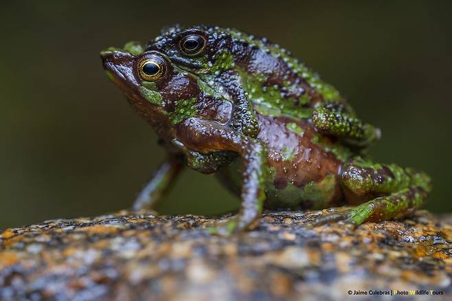 '위급' 멸종 위기종(Critically Endangered) 에콰도르 모로나-산티아고 두꺼비 [Jaime Culebras/Photo Wildlife Tours 제공.재판매 및 DB 금지]