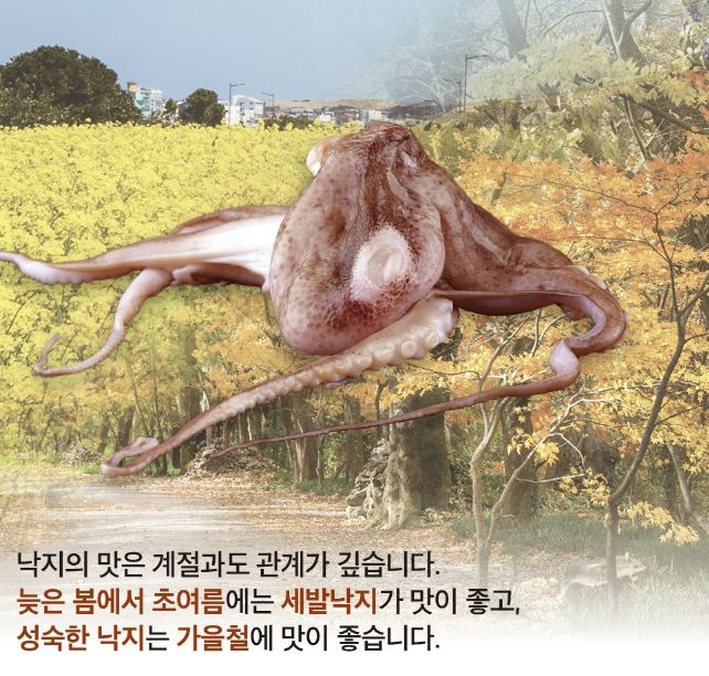 [서울=뉴시스] 6일 식품의약품안전처에 따르면 낙지는 단백질이 풍부하며 필수 아미노산 함량이 높아 피로 해소 및 원기 회복에 효과가 좋다. (사진=식약처 제공) 2023.10.06. photo@newsis.com *재판매 및 DB 금지