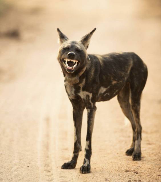 [Henry Keepin/Courtesy Comedy Wildlife Photography Awards]