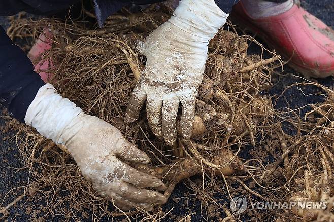 파주 인삼 수확하는 농민들 [연합뉴스 자료사진]