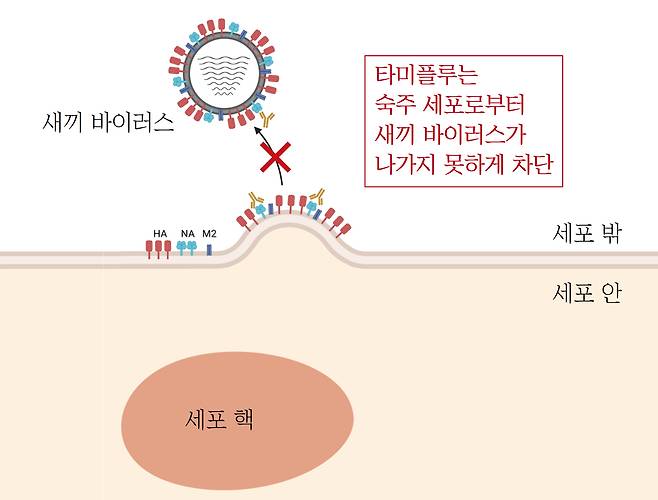 타미플루의 작용 원리. 타미플루의 주성분인 오셀타미비르는 사람 세포에서 증식한 새끼 바이러스(인플루엔자 바이러스)가 바깥으로 빠져나오지 못하게 막는다./University of Georgia, Viruses(2023)