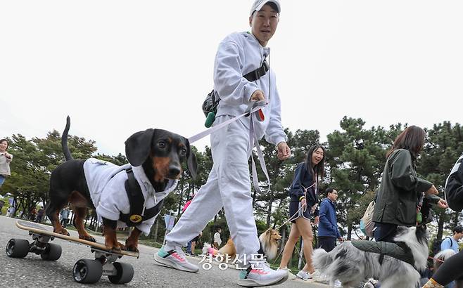 8일 서울 마포구 상암동 월드컵공원에서 열린 ‘서울 반려동물 한마당 축제’에서 ‘댕댕이 패션런’에 참가한 한 반려견이 스케이트보드를 타고 있다. 성동훈 기자