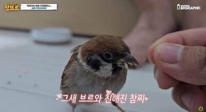 [서울=뉴시스]유튜브 채널 '정브르'는 지난달 24일 '죽기 직전 참새를 구조해 사랑을 주면 생기는 일'이라는 제목의 영상을 올렸다. (사진=정브르 유튜브 채널 캡처) 2023.10.06. photo@newsis.com *재판매 및 DB 금지