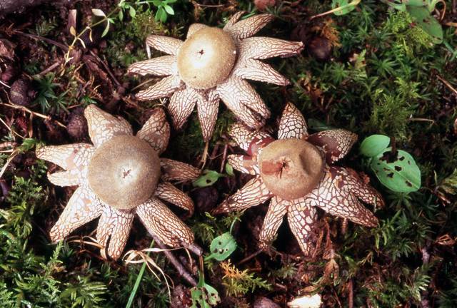 먼지버섯. 조덕현