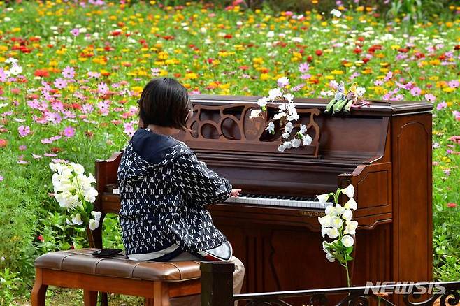 [장성=뉴시스] 이창우 기자=장성 황룡강 백일홍 꽃밭에서 한 소녀가 피아노를 연주하고 있다. (사진=장성군 제공) 2023.10.09. photo@newsis.com