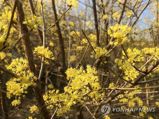 산수유 [연합뉴스 자료사진]