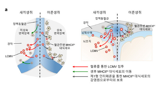 IBS는 영유아가 뇌수막염에 취약한 원인이 바이러스 감염으로부터 뇌를 보호하는 뇌수막 대식세포의 미성숙과 연관성이 있다는 사실을 밝혀냈다. 사진은 뇌수막염 바이러의 이동 경로인 경막 정맥동혈관 주변으로 늘어나는  대식세포의 역할



IBS 제공