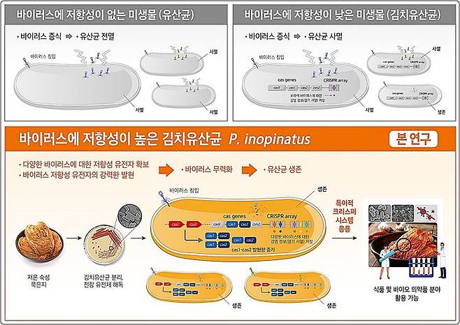 [대전=뉴시스] 세계김치연구소가 저온에서 숙성된 묵은지로부터 특이적 크리스퍼 시스템에 의한 바이러스 저항성이 높은 유산균을 규명했다.(사진=세계김치연구소 제공)  *재판매 및 DB 금지